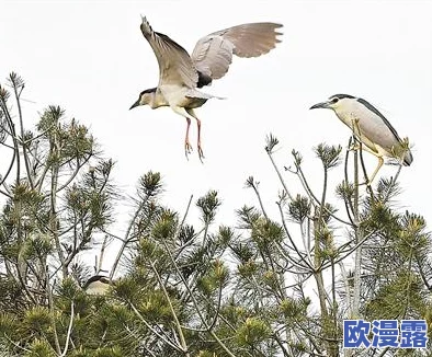 甲鹤和丘丘人繁衍后代:生态环境变化对新物种形成的影响与适应机制分析 甲鹤和丘丘人繁衍后代:生态环境变化对新物种形成的影响与适应机制分析