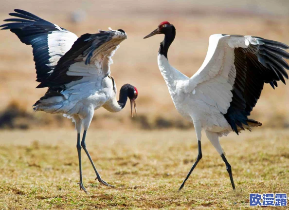 甲鹤和丘丘人繁衍后代:生态环境变化对新物种形成的影响与适应机制分析 甲鹤和丘丘人繁衍后代:生态环境变化对新物种形成的影响与适应机制分析