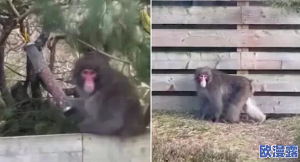 二人生猴子全程无被子,动物园惊现罕见现象引发游客围观,专家紧急介入研究其背后原因! 二人生猴子全程无被子,动物园惊现罕见现象引发游客围观,专家紧急介入研究其背后原因!