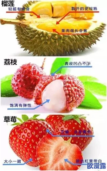 51吃瓜今日吃瓜必吃胖猫吃瓜中心，分享各种美味的西瓜品种，让你在炎热夏季尽情享受清凉与甜蜜