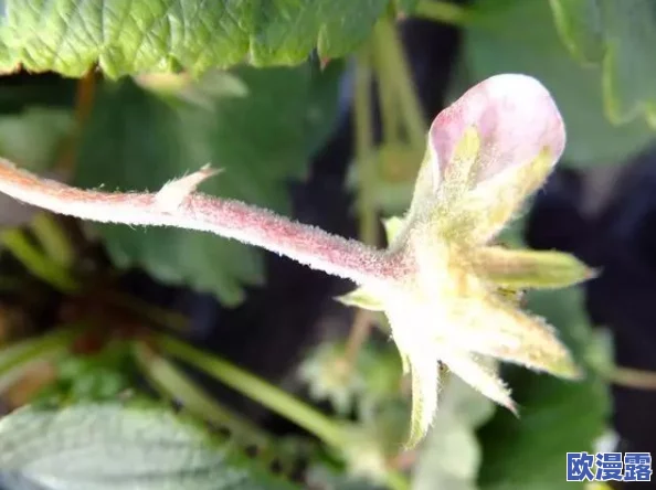 草莓视频黄污:深入了解该平台的内容监管问题及其对用户观看体验的影响分析 草莓视频黄污:深入了解该平台的内容监管问题及其对用户观看体验的影响分析