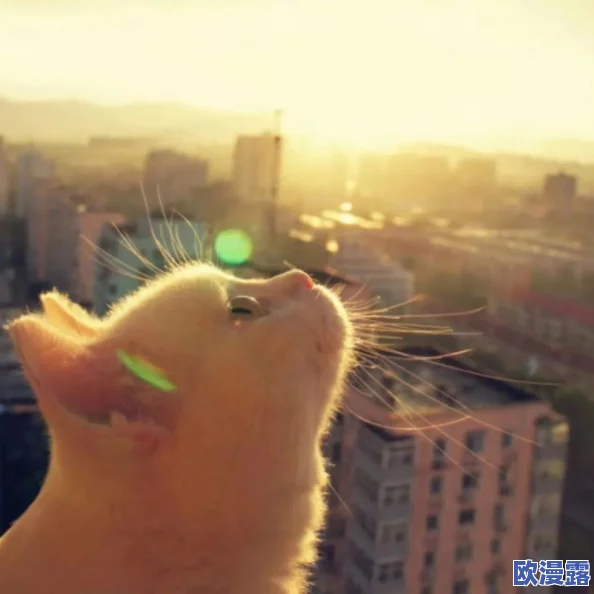 美国Zoom动物:传闻称这款视频会议软件背后隐藏着一只神秘的猫咪,竟然是开发团队的吉祥物! 美国Zoom动物:传闻称这款视频会议软件背后隐藏着一只神秘的猫咪,竟然是开发团队的吉祥物!