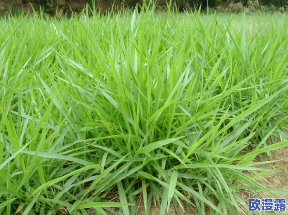 我就要草(591Cao):这是一种表达对某种事物强烈渴望或追求的情感,可能涉及个人兴趣、爱好或生活态度 我就要草(591Cao):这是一种表达对某种事物强烈渴望或追求的情感,可能涉及个人兴趣、爱好或生活态度