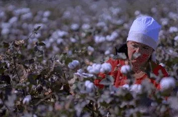 耕种妈妈肥沃的土地美国：意外发现可持续农业的新方法，助力全球粮食安全！