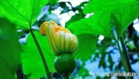 丝瓜草莓：科学家惊人发现，这种杂交水果竟能有效治疗多种疾病！