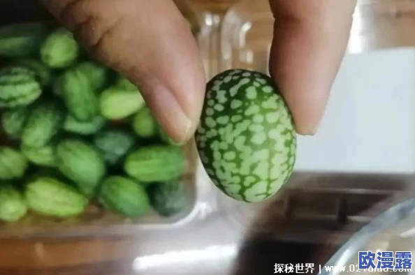 丝瓜草莓:科学家惊人发现,这种杂交水果竟能有效治疗多种疾病! 丝瓜草莓:科学家惊人发现,这种杂交水果竟能有效治疗多种疾病!