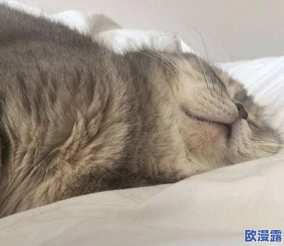 猫咪www最新地域网名怎么取？震惊！这些独特的创意竟让猫咪网名瞬间走红！