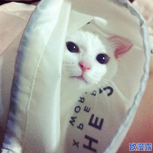猫咪www最新地域网名怎么取？震惊！这些独特的创意竟让猫咪网名瞬间走红！
