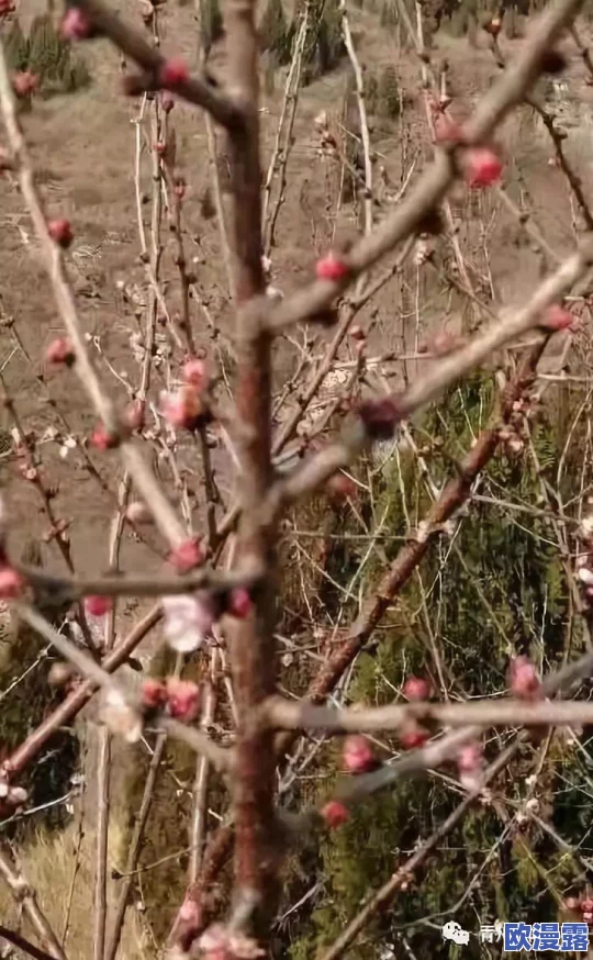 蜜桃影像传媒:专注于高质量影视制作与创意内容开发,致力于为客户提供全方位的视觉传播解决方案 蜜桃影像传媒:专注于高质量影视制作与创意内容开发,致力于为客户提供全方位的视觉传播解决方案