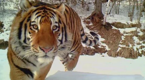 东北48岁这声音也没谁了，听她唱歌仿佛回到了青春的岁月，感受那份独特的情感与力量