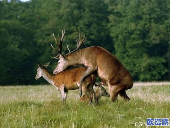 人与禽性伦关系：探讨人与动物之间的道德伦理、情感联系与生态共生关系的多维度分析