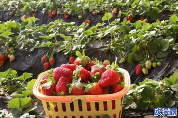 污草莓：揭示农产品安全隐患，消费者如何识别和避免受污染的水果，以保护自身健康与环境