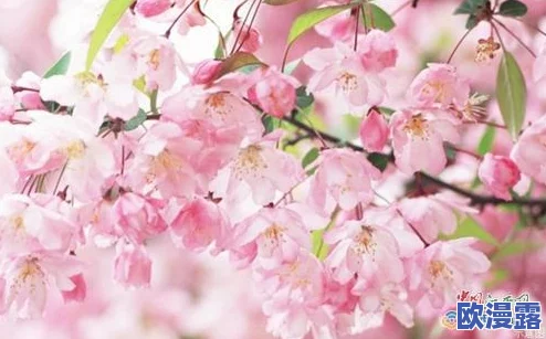 樱花官网官方入门网站2024：全面了解樱花文化、活动及相关资源的最佳平台与指南
