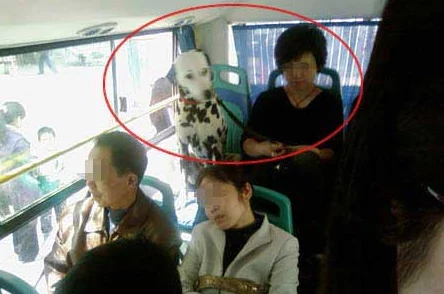 公交车被多人伦 吃花蒂，乘客目击惊人场面引发热议，社会道德何在？