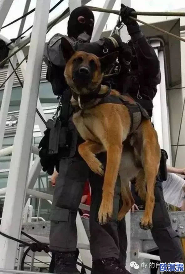 张警犬9分10秒头撞玻璃澎湃,现场目击者惊呼:这场面竟令人心跳加速,难以置信的惊险瞬间! 张警犬9分10秒头撞玻璃澎湃,现场目击者惊呼:这场面竟令人心跳加速,难以置信的惊险瞬间!