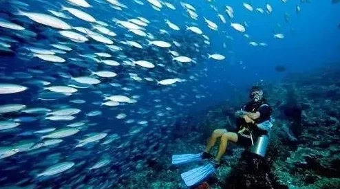 旅行者将心海焯出鱼子酱:揭示海洋生态与旅游经济交汇中的可持续发展机遇与挑战 旅行者将心海焯出鱼子酱:揭示海洋生态与旅游经济交汇中的可持续发展机遇与挑战