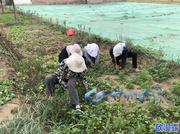 吃花核心我要:探讨如何在日常生活中融入食用花卉,提升饮食的美感与健康价值 吃花核心我要:探讨如何在日常生活中融入食用花卉,提升饮食的美感与健康价值