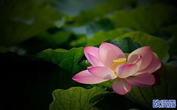 亭亭玉立的荷花国色天香,竟然被评为全球最美花卉,引发全国花卉爱好者热议! 亭亭玉立的荷花国色天香,竟然被评为全球最美花卉,引发全国花卉爱好者热议!
