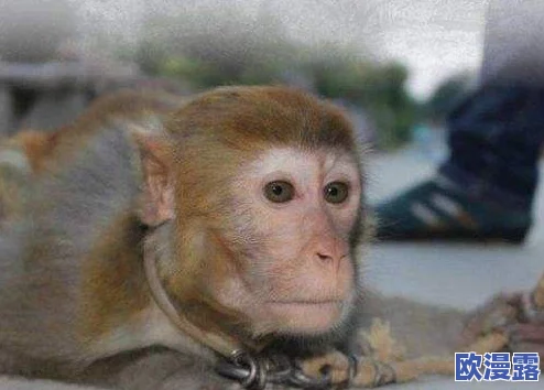 两个人生猴子不盖被子:惊天发现,科学家揭示猴子习性将改变动物研究的未来! 两个人生猴子不盖被子:惊天发现,科学家揭示猴子习性将改变动物研究的未来!