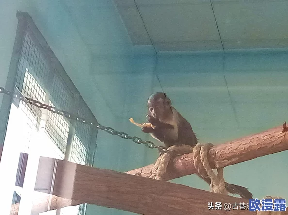 两人生猴子不盖被子,网友热议:这究竟是生活的无奈还是对自由的追求? 两人生猴子不盖被子,网友热议:这究竟是生活的无奈还是对自由的追求?