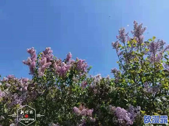 丁香八月婷婷：盛夏时节的花海绽放，带来无尽的芬芳与美丽景致