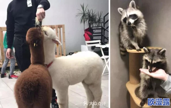 蜘蛛在手,浣熊勿离!刀塔传奇中蜘蛛绝技吊打钛合金强者 蜘蛛在手,浣熊勿离!刀塔传奇中蜘蛛绝技吊打钛合金强者