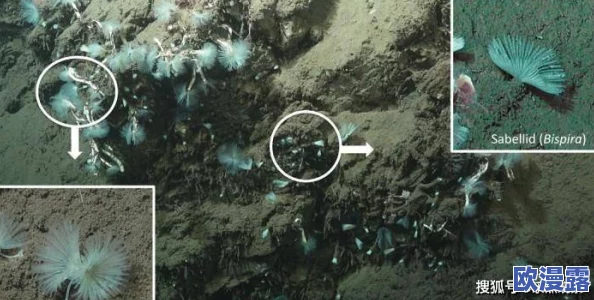 深海迷航穿墙：科学家发现新技术，助力深海探测与建筑物穿透的革命性进展