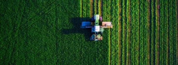 17C草:最新研究揭示其在生态恢复和农业可持续发展中的重要进展与应用潜力 17C草:最新研究揭示其在生态恢复和农业可持续发展中的重要进展与应用潜力