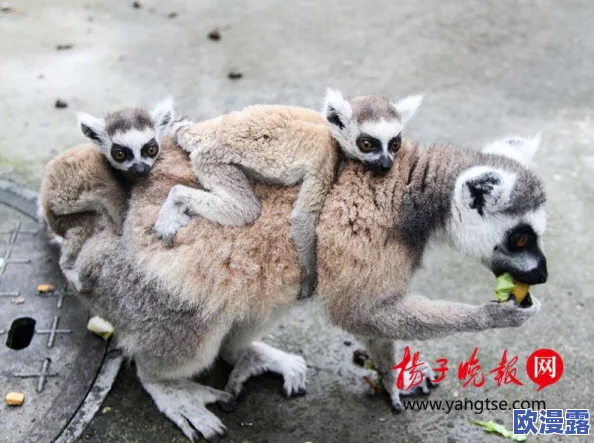 宠物风暴游戏攻略:全面解析如何高效进阶你的萌宠战队 宠物风暴游戏攻略:全面解析如何高效进阶你的萌宠战队