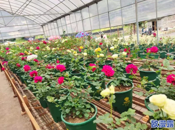 WWW.河北彩花AV.COM全新内容上线,精彩视频与互动体验等你来发现,快来加入我们的社区! WWW.河北彩花AV.COM全新内容上线,精彩视频与互动体验等你来发现,快来加入我们的社区!