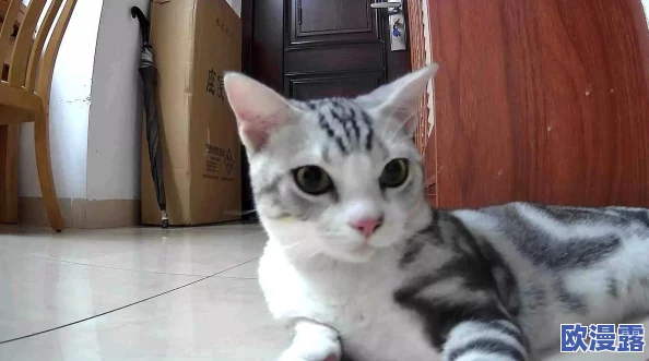 猫咪社交:研究发现猫咪之间的互动能显著提升它们的心理健康和幸福感! 猫咪社交:研究发现猫咪之间的互动能显著提升它们的心理健康和幸福感!