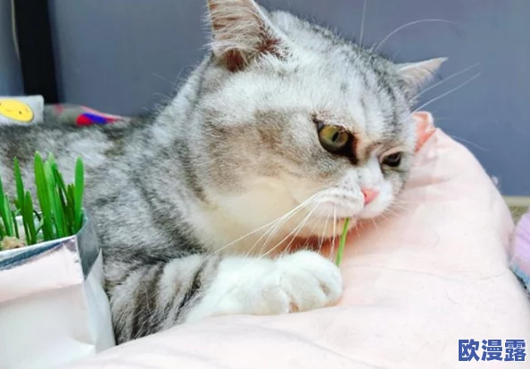 猫咪社交:研究发现猫咪之间的互动能显著提升它们的心理健康和幸福感! 猫咪社交:研究发现猫咪之间的互动能显著提升它们的心理健康和幸福感!