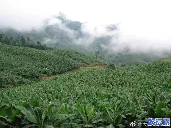 香蕉视频视频禁止18:最新动态显示该平台加强了对内容的审核,确保未成年人无法访问不当视频 香蕉视频视频禁止18:最新动态显示该平台加强了对内容的审核,确保未成年人无法访问不当视频