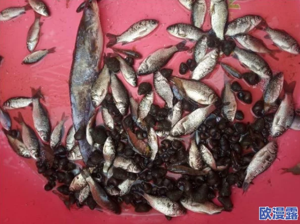 创造与魔法游戏:小龙虾钓饵制作方法及使用功效详解 创造与魔法游戏:小龙虾钓饵制作方法及使用功效详解