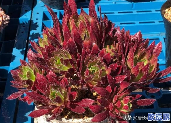 深度解析《超级地城之光》火焰大师法师核心技能与战斗应用分析