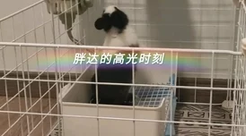 老师的兔子真软水又多免费看近日在校园内引发热议同学们纷纷表示想要亲自体验这只可爱的兔子带来的乐趣